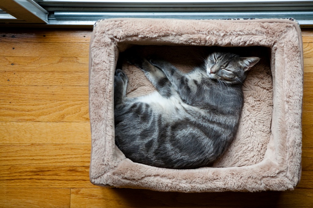 Pussy Cat in a Box