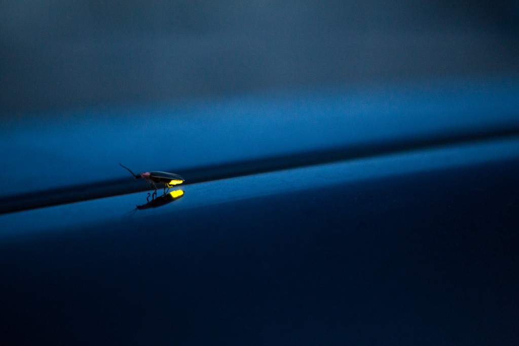 lightning bug