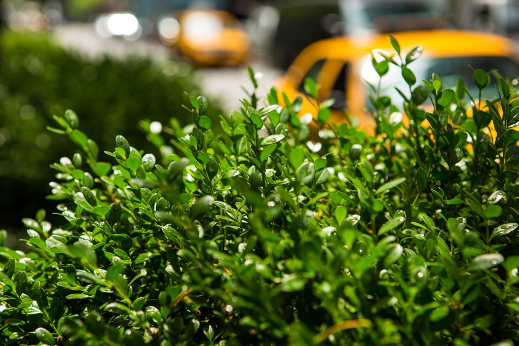 taxi plant