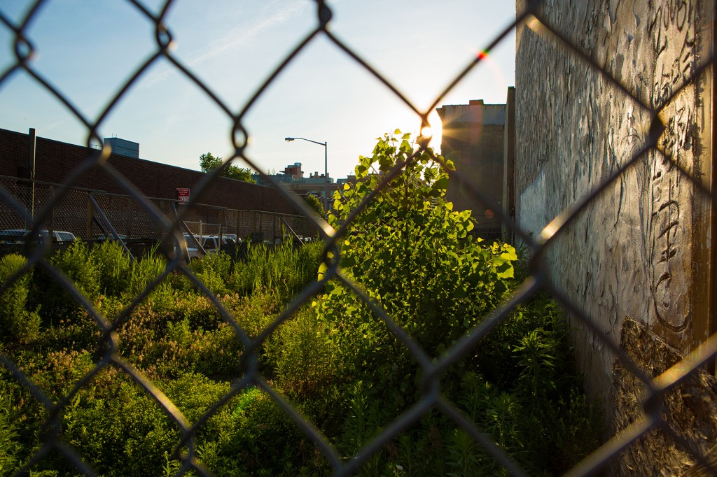 a tree grows in brooklyn: the reckoning