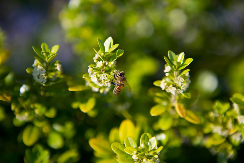 bees on the swarm