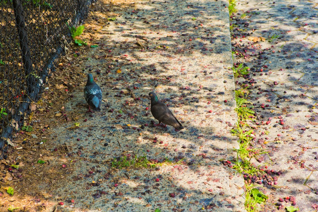 pigeon feast