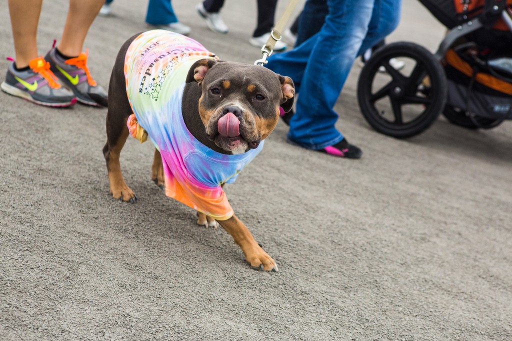 puppies for diabetes