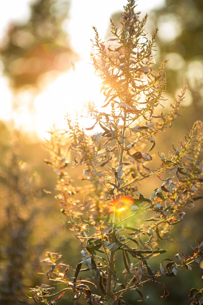 magic hour