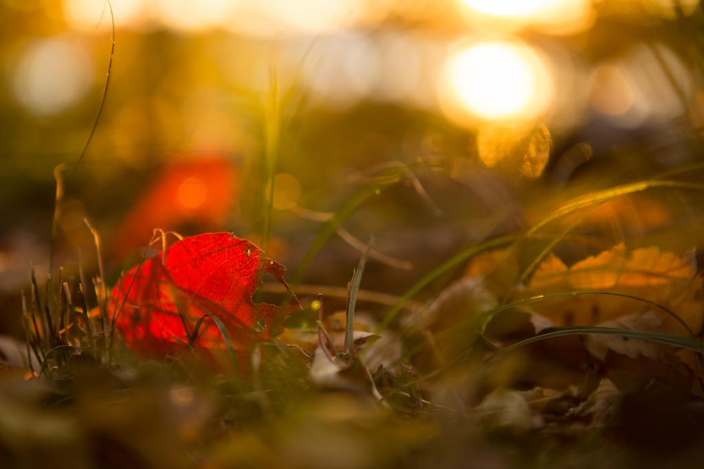 little red leaf