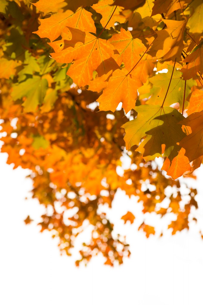 painted leaves