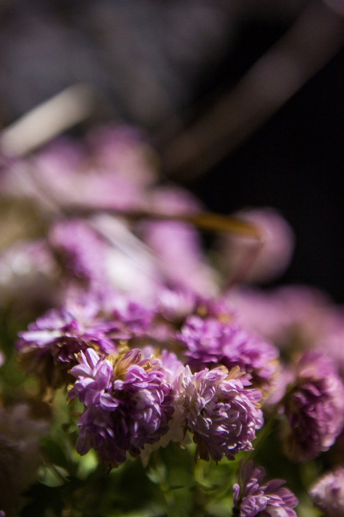 night flowers