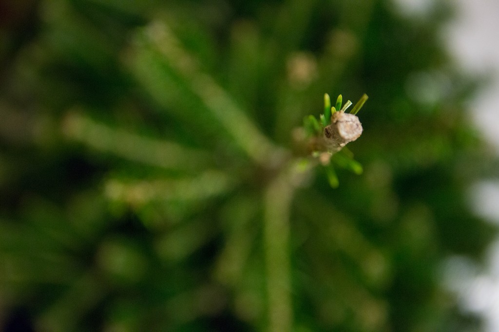 this aint no charlie brown tree