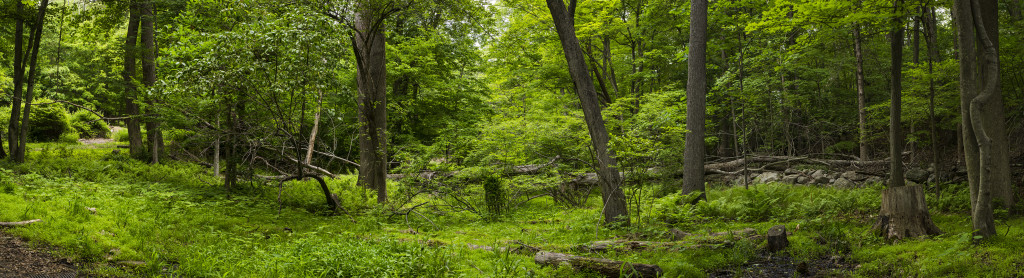 Teatown Path